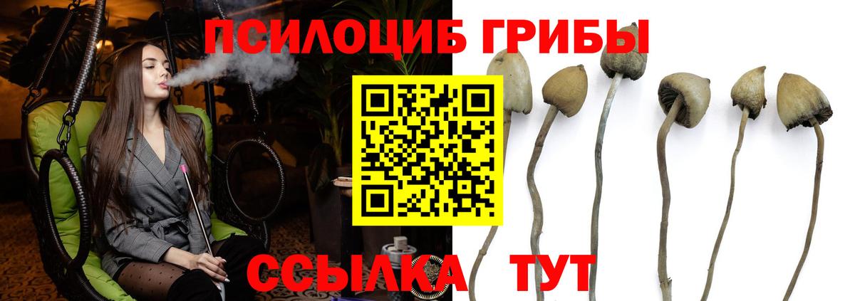 Волгодонск  Галлюциногенные грибы Cubensis  наркотики  Вход с VPN 